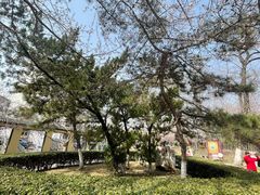 -桃花堤公园