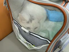 -派美特宠物医院·核磁CT·骨科肿瘤·疑难转诊(沈农禾丰店)