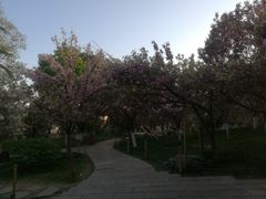 -西安青龙寺遗址景区