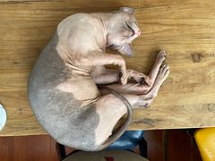 -猫小院猫主题咖啡厅(北锣店)