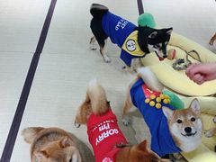 -逗柴咖啡屋·狗咖猫咖宠物桌游