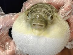 -肆月河豚·新淮扬(金融街店)