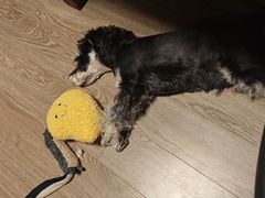 -小伙伴宠物医院•急重症转诊中心·老年专科·犬猫全科(北大街总院)