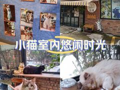 -豆逗聊愈猫阁Easy Life