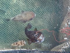 -蓝湾碧波·老字号·疍家非遗海上餐厅