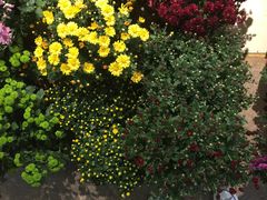 -双季花艺园艺市场(浦东店)