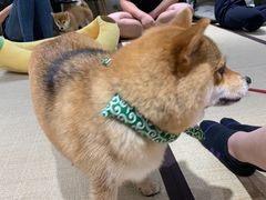 -逗柴咖啡屋·狗咖猫咖宠物桌游