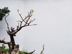 -无锡梅园公园