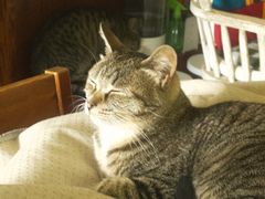 -海边的猫和咖啡馆