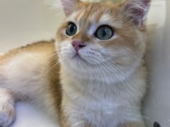 -小猫来了·猫舍(红山六九七九店)