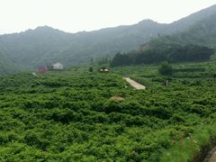 android_upload_pic-密云玫瑰情园