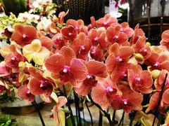 -双季花艺园艺市场(浦东店)