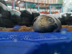 -海合安成都极地海洋公园