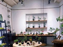 -植觉
