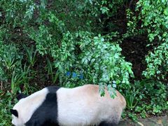 景点-成都大熊猫繁育研究基地