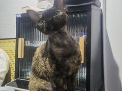 -琪喵猫屋·撸猫猫咖·猫舍
