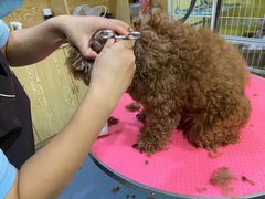 -瑞鹏宠物医院·爱宠堂·骨外专科(西荷分院)