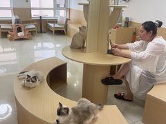 -鼓捣猫呢主题猫咖店