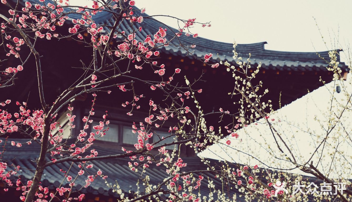 魔都小京都—广富林的春景已到最佳观赏期