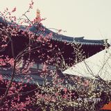 魔都小京都—广富林的春景已到最佳观赏期