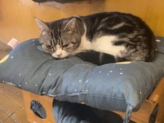 -猫猫幼稚园·撸猫·桌游·电玩