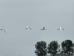 -盐城丹顶鹤湿地生态旅游区