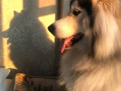 -小四川菜馆(托乐嘉店)