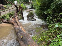 -莫里热带雨林景区