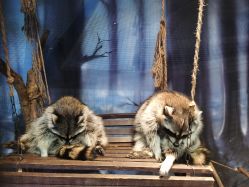 -酷嗒动物文化乐园(cutezoo西溪乐天城店)