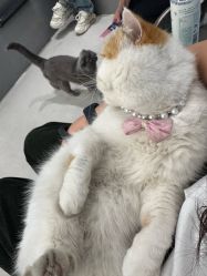 -蚂蚁造型俱乐部