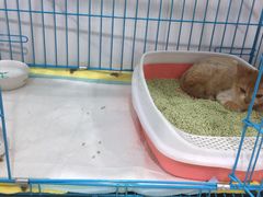 -萌兽医馆·宠物医院·猫骨科(创景店)