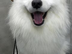 -PETKIT小佩宠物·低压洗护(国顺东路店)