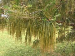 -墨尔本皇家植物园