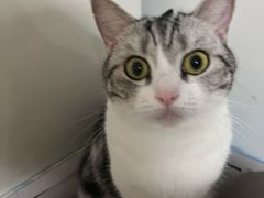 -关爱宠物医院·猫科中心·消化科(滨湖万达分院)