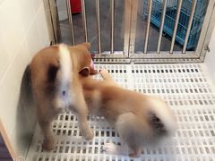 -1013 PET SHOP 宠物商店(近铁城市广场店)