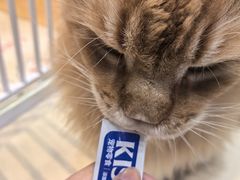 -藏猫猫咖啡主题馆(中央大道店)