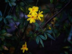 -霸王河欢乐世界