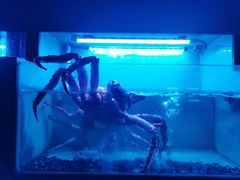 -月下料理(楷林IFC店)