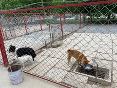 -宠物寄养训练学校
