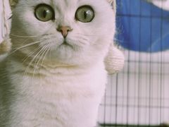 -东方名猫馆·英短金渐层布偶猫舍(环线广场1号楼店)