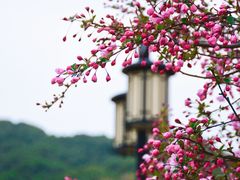 -苏州上方山国家森林公园