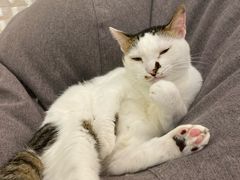 -momokira米努特·德文卷毛猫·棉花面纱犬