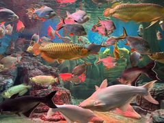 -上海海洋水族馆