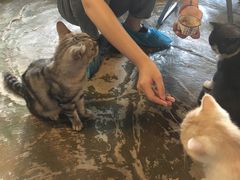 -猫猫幼稚园·撸猫·桌游·电玩