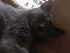 -藏猫猫咖啡主题馆(中央大道店)