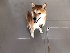 -爱侣宠医·鹦鹉专科·小型哺乳类·异宠专科(灵石路店)