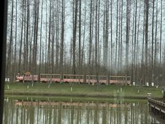 -黄海国家森林公园