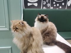 -安格丽娜·狗咖·猫咖羊驼咖(春熙路百盛商场店)