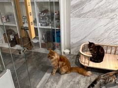-楼上猫咖(罗湖店)