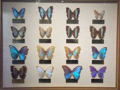 -上海昆虫博物馆